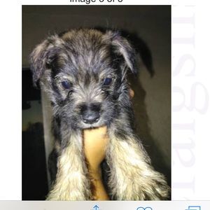 Meet your Posher, Isabel